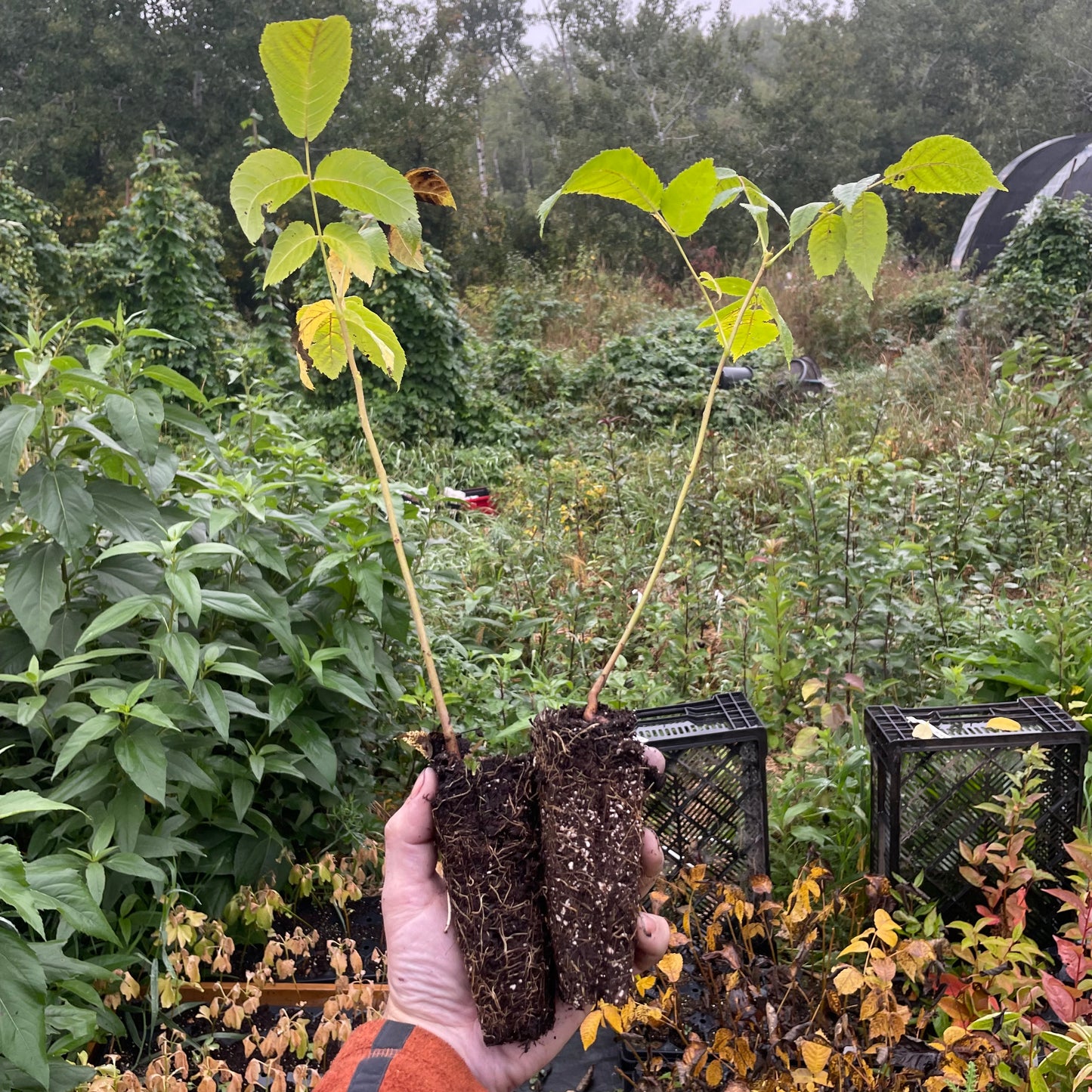 Graines de Noyer Noir (Juglans nigra) - (Zone 3) - 8 Noix