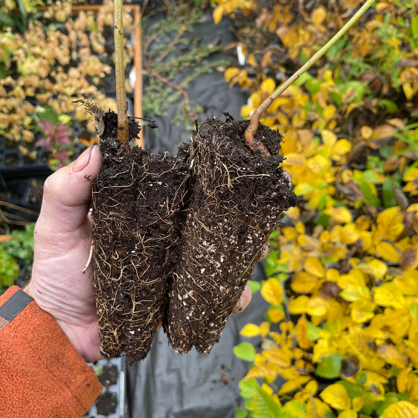 Graines de Noyer Noir (Juglans nigra) - (Zone 3) - 8 Noix