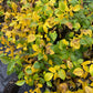 Manitoba Black Walnut (Juglans nigra)