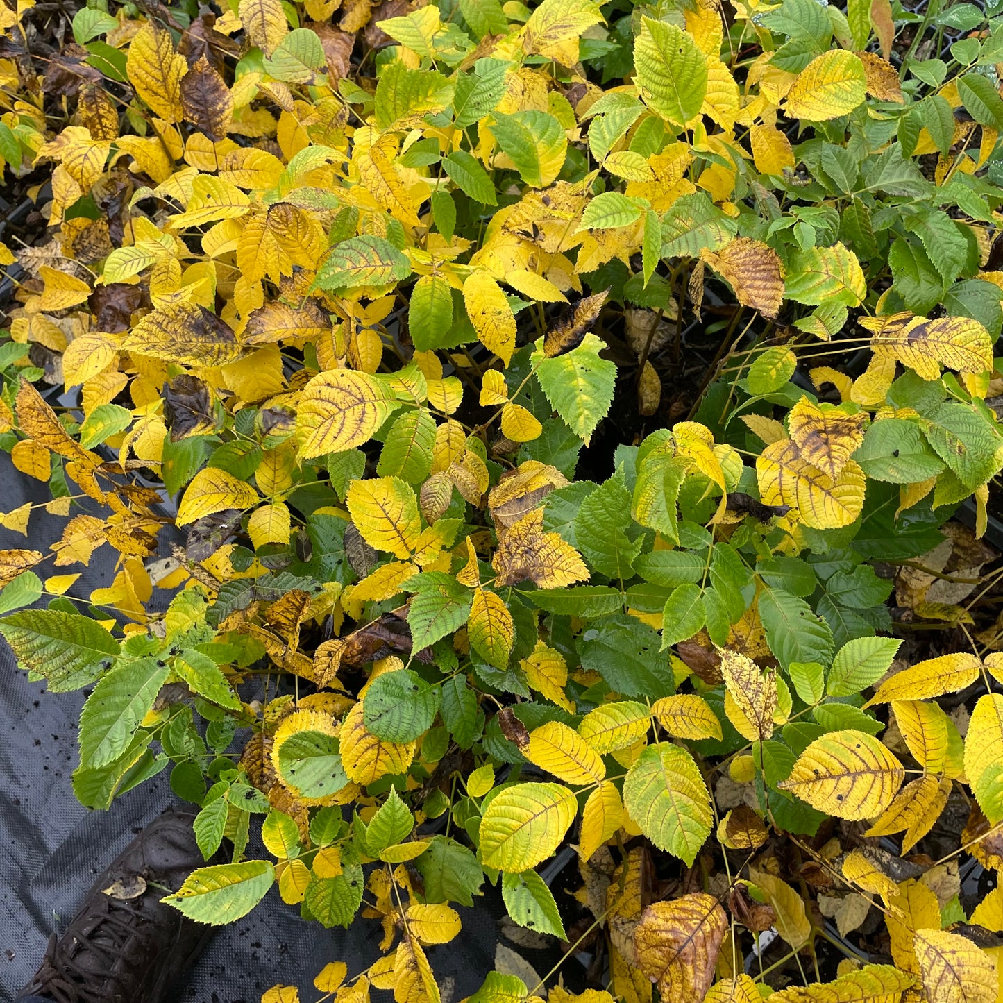 Graines de Noyer Noir (Juglans nigra) - (Zone 3) - 8 Noix