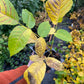 Manitoba Black Walnut (Juglans nigra)
