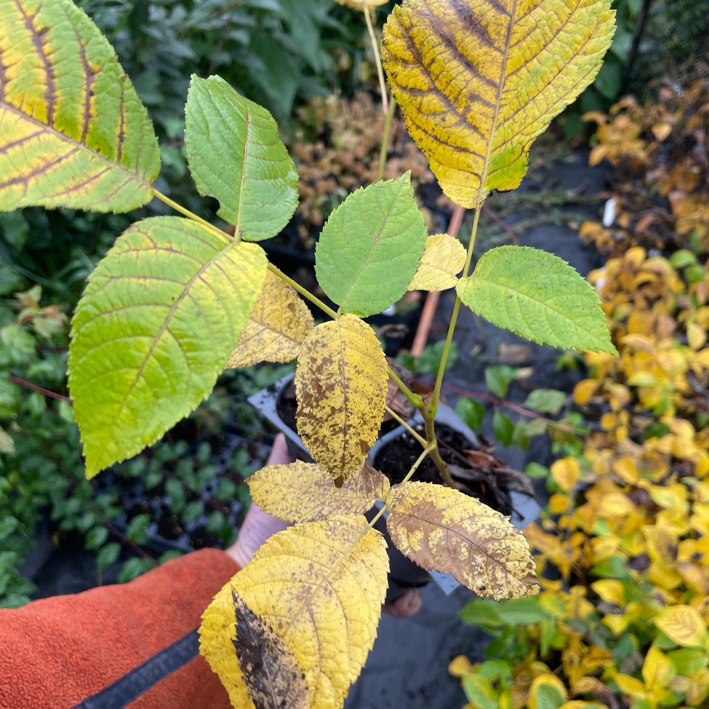 Graines de Noyer Noir (Juglans nigra) - (Zone 3) - 8 Noix