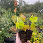 Amur Grape Seedlings (Vitis amurensis)