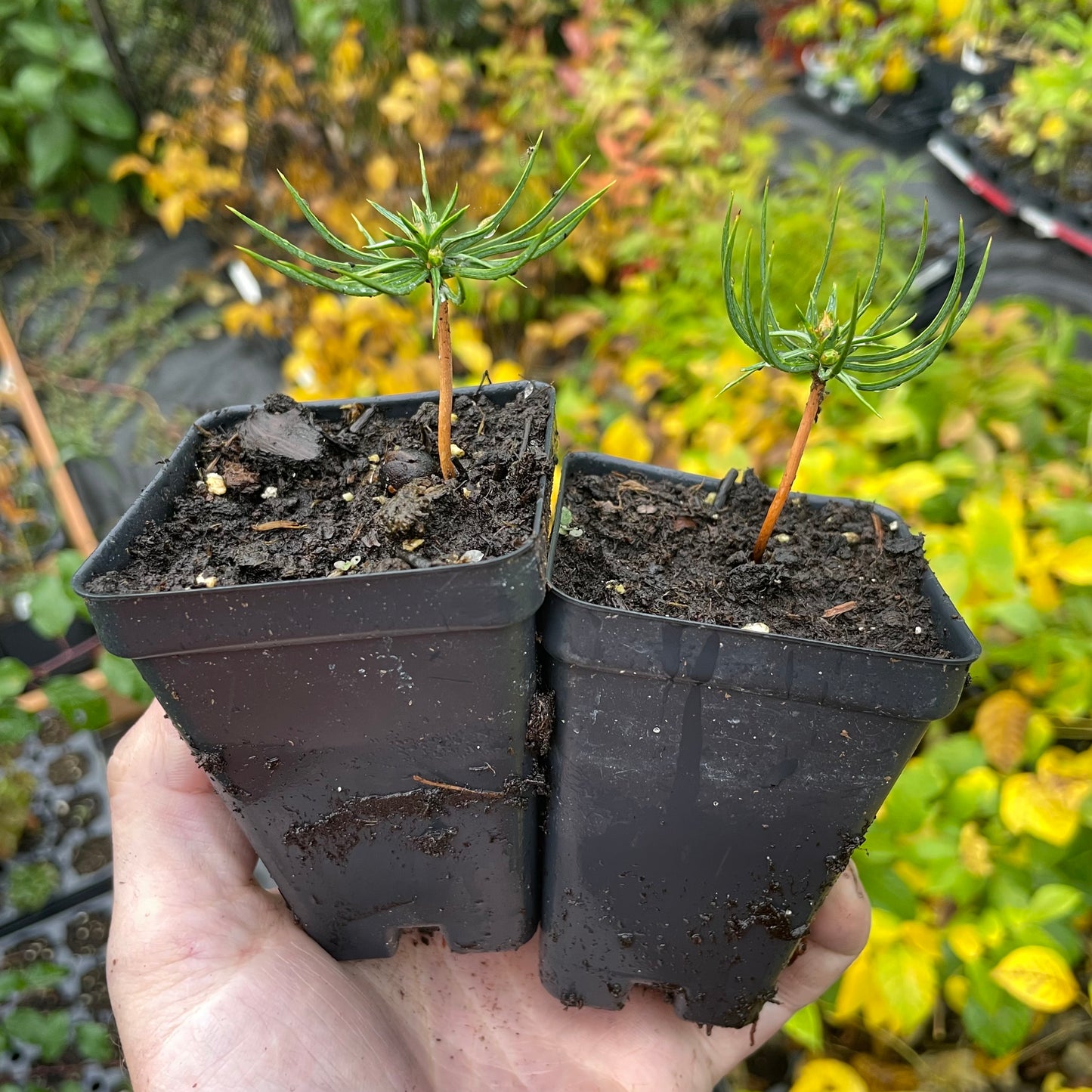 Siberian Stone Pine (Pinus sibirica) - Pine Nuts