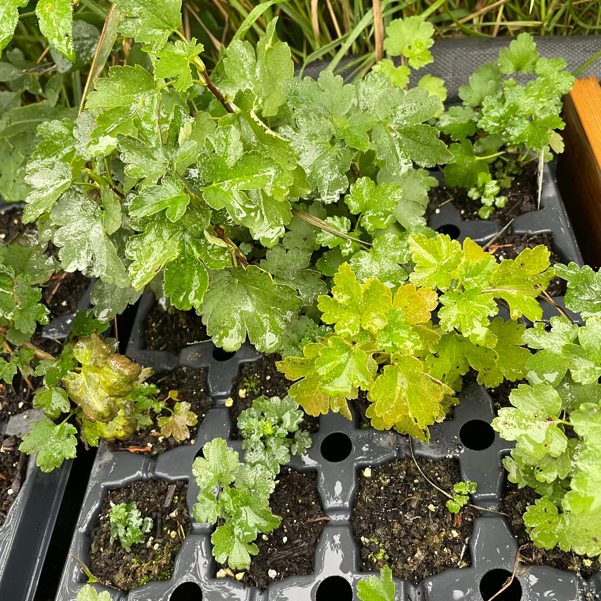 Native Alpine Currant Alpine Currant (Ribes alpinum) – Oak Summit Nursery
