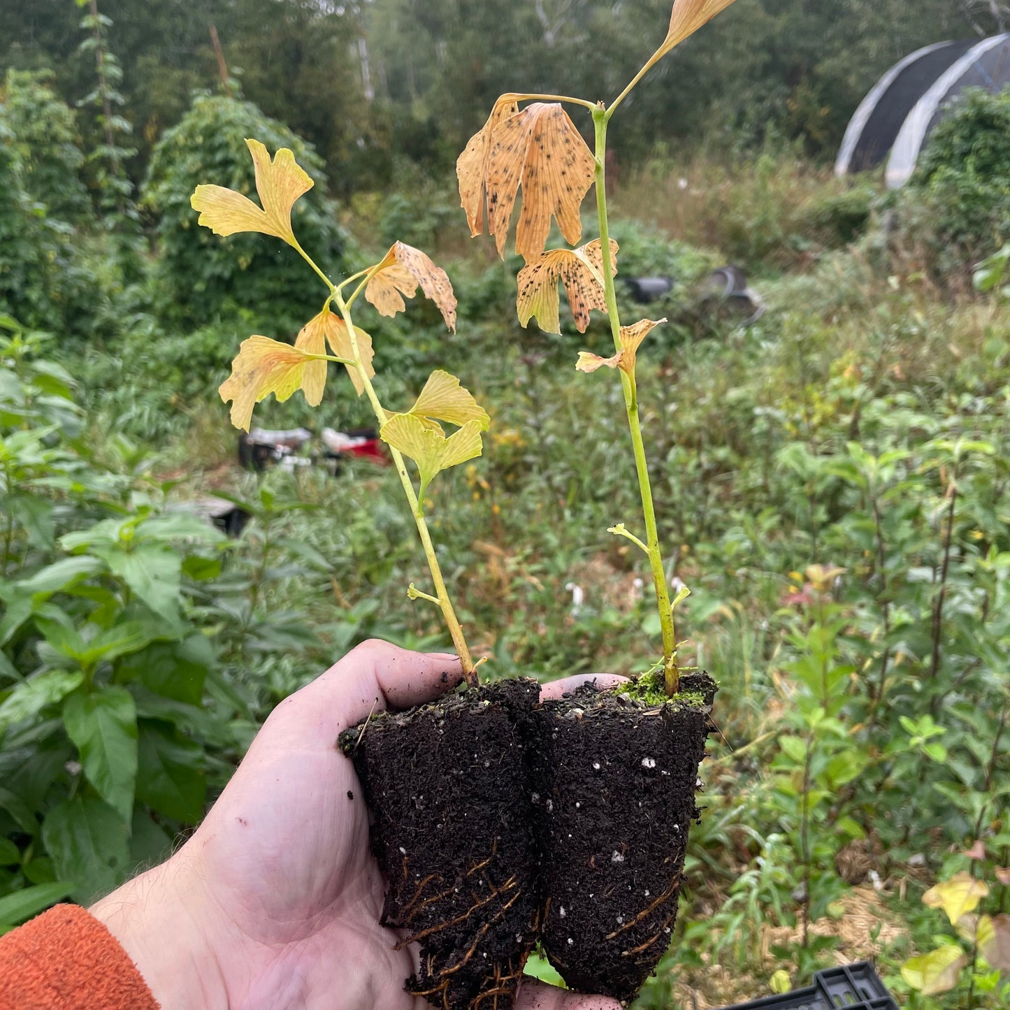 Ginkgo Seedlings (Ginkgo biloba) - Zone 3/4