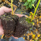 Ginkgo Seedlings (Ginkgo biloba) - Zone 3/4
