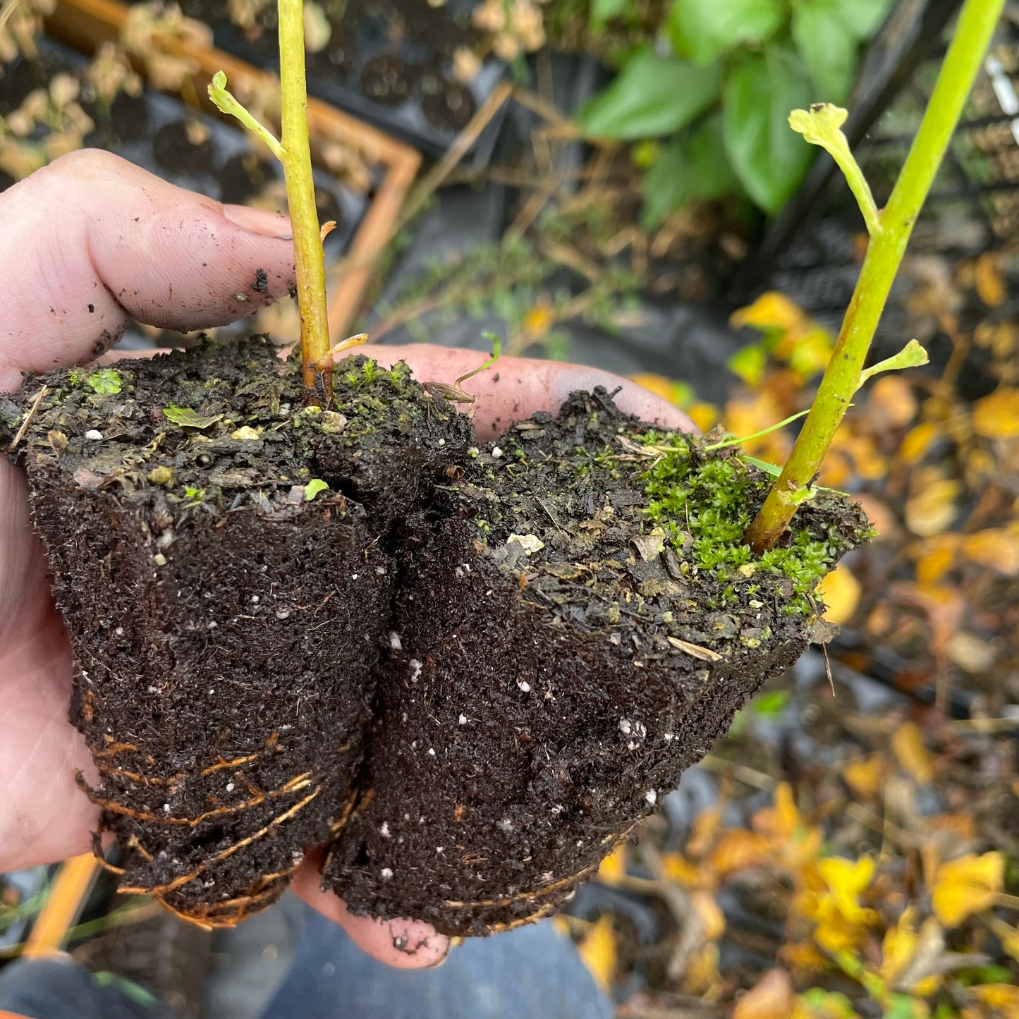 Ginkgo Seedlings (Ginkgo biloba) - Zone 3/4