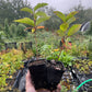 Wild Plum (Prunus nigra x Prunus sp.)