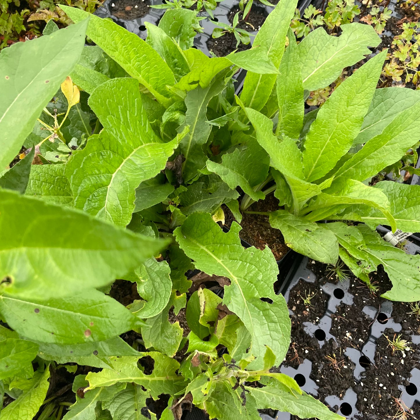 Comfrey (Symphytum uplandicum)