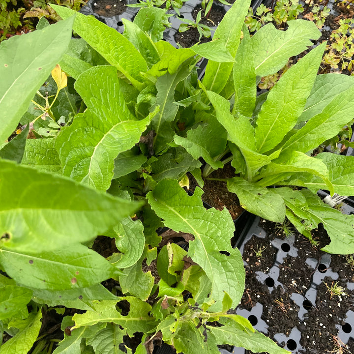 Comfrey (Symphytum uplandicum)