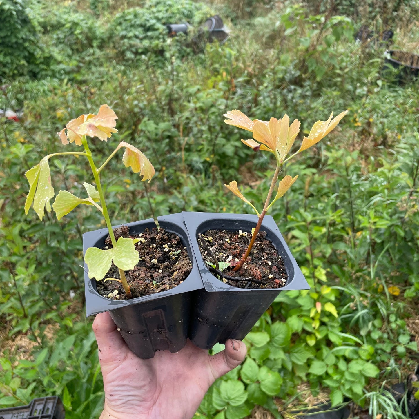 Ginkgo Seedlings (Ginkgo biloba) - Zone 3/4