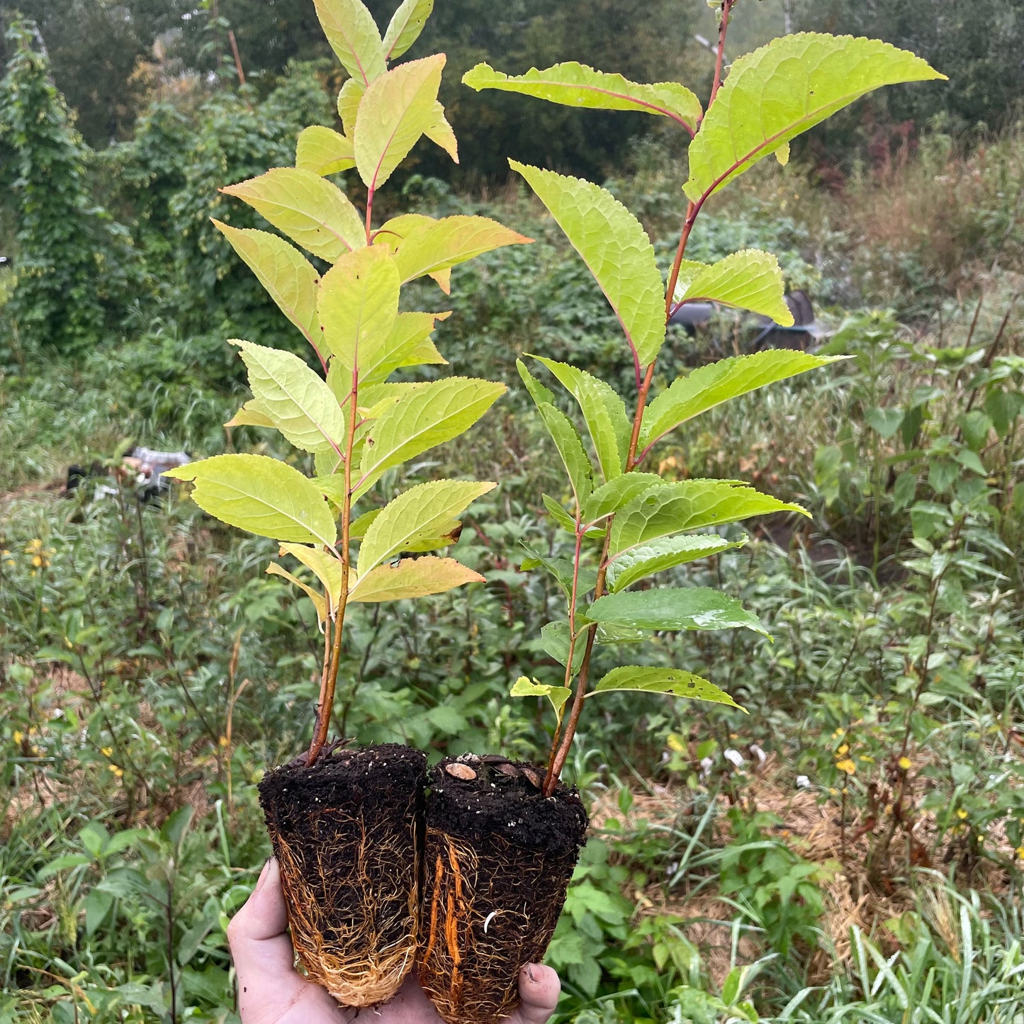 'Sokol' Seedling Plums (Prunus sp.) - Zone 3