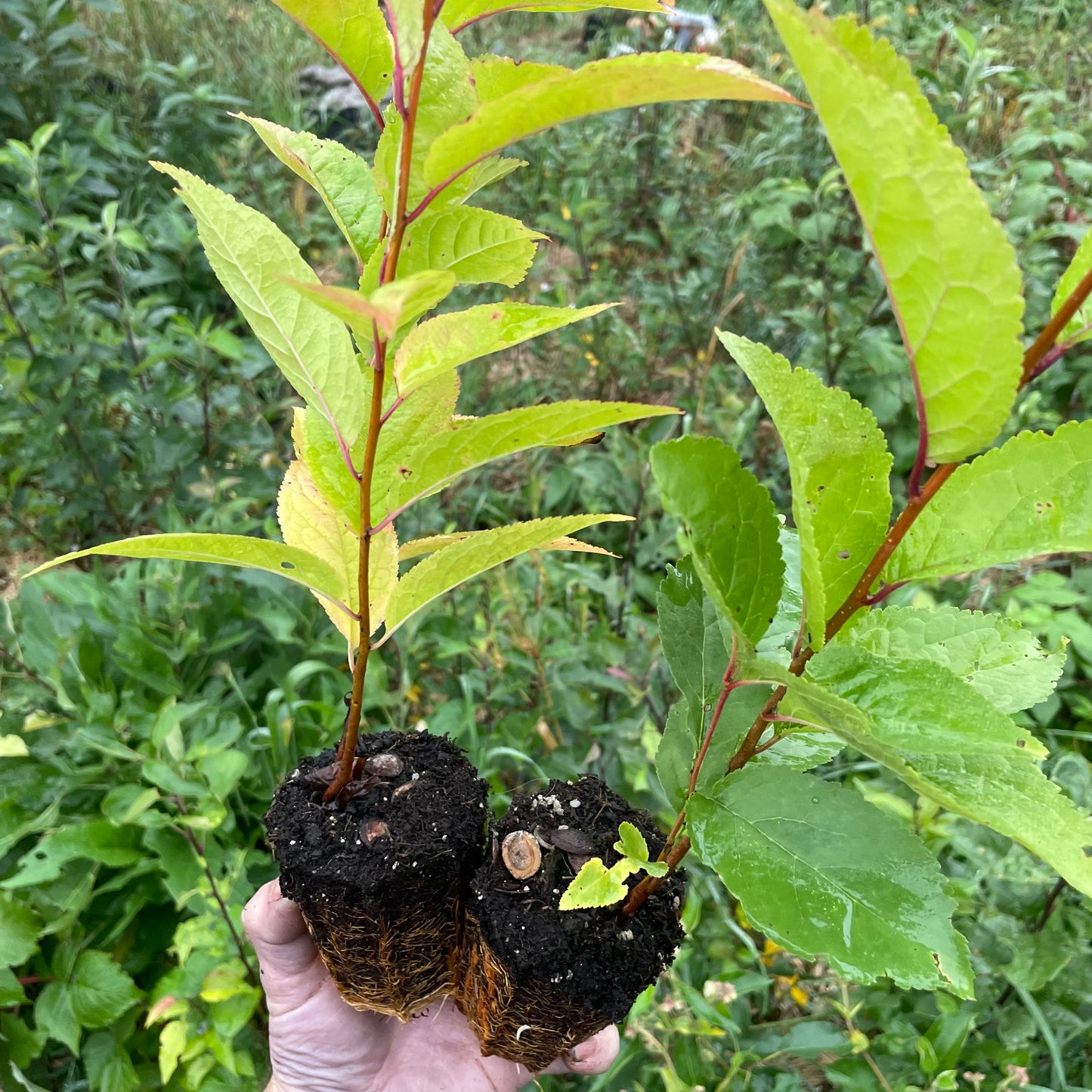 'Sokol' Seedling Plums (Prunus sp.) - Zone 3