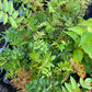 European Mountain Ash (Sorbus aucuparia)