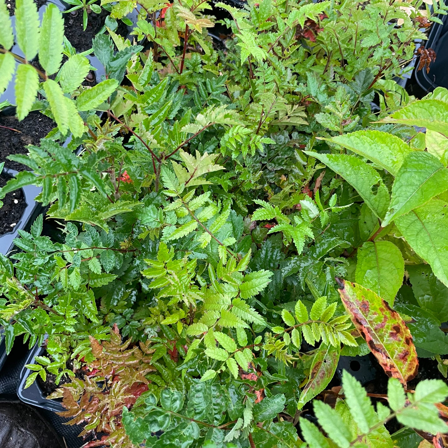Sorbier européen (Sorbus aucuparia)