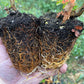 European Mountain Ash (Sorbus aucuparia)