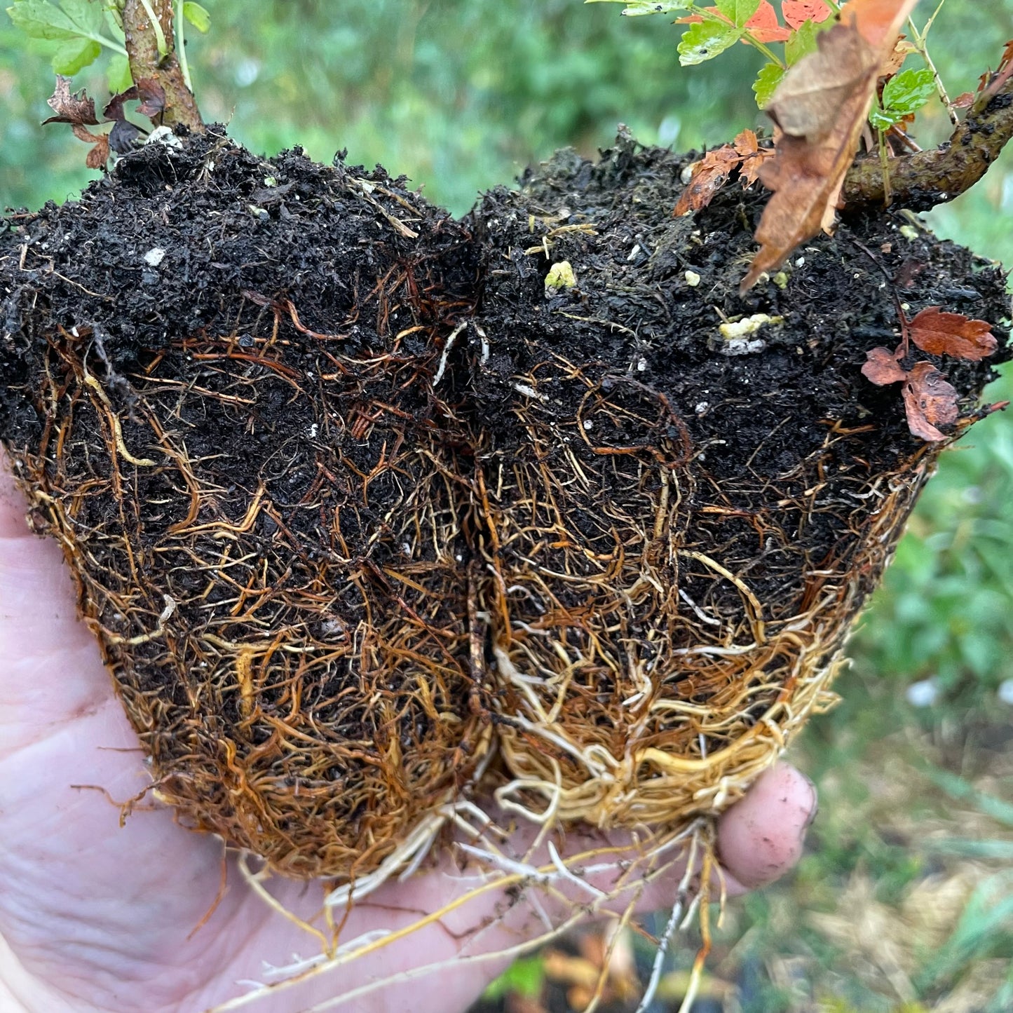 Sorbier européen (Sorbus aucuparia)