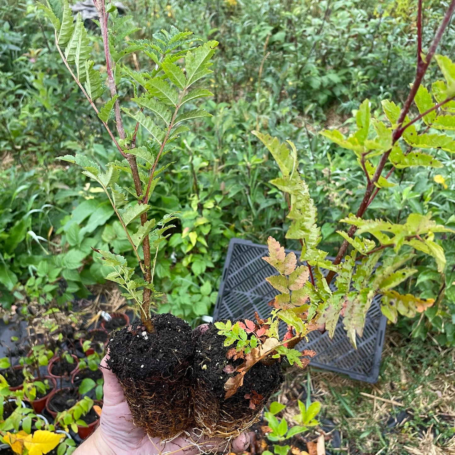 Sorbier européen (Sorbus aucuparia)