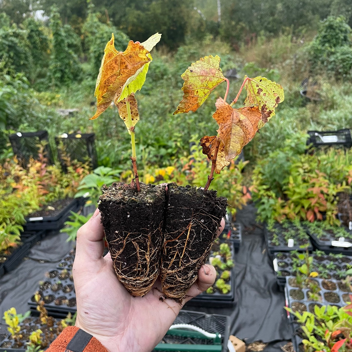 Raisin Brianna (Vitis labrusca x Vitis vinifera) - Raisin vert - Zone 3