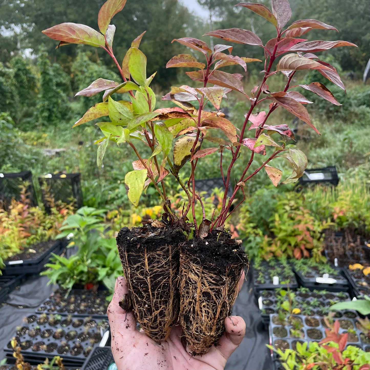 Cornejo de mimbre rojo (Cornus sericea)