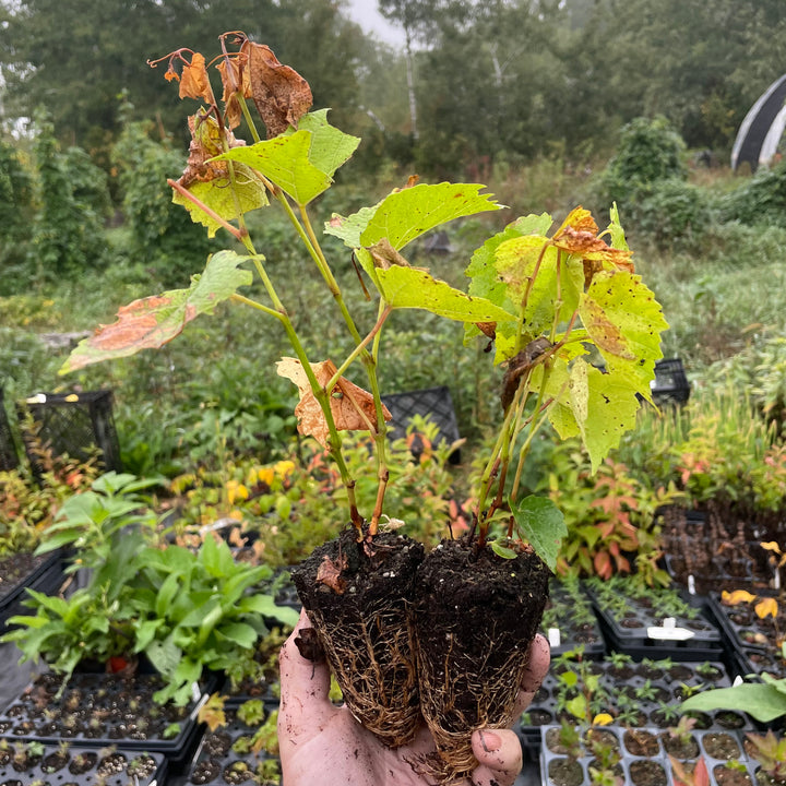 Brianna Grape Seedling (Vitis labrusca x Vitis vinifera) - Green Grape - Zone 3