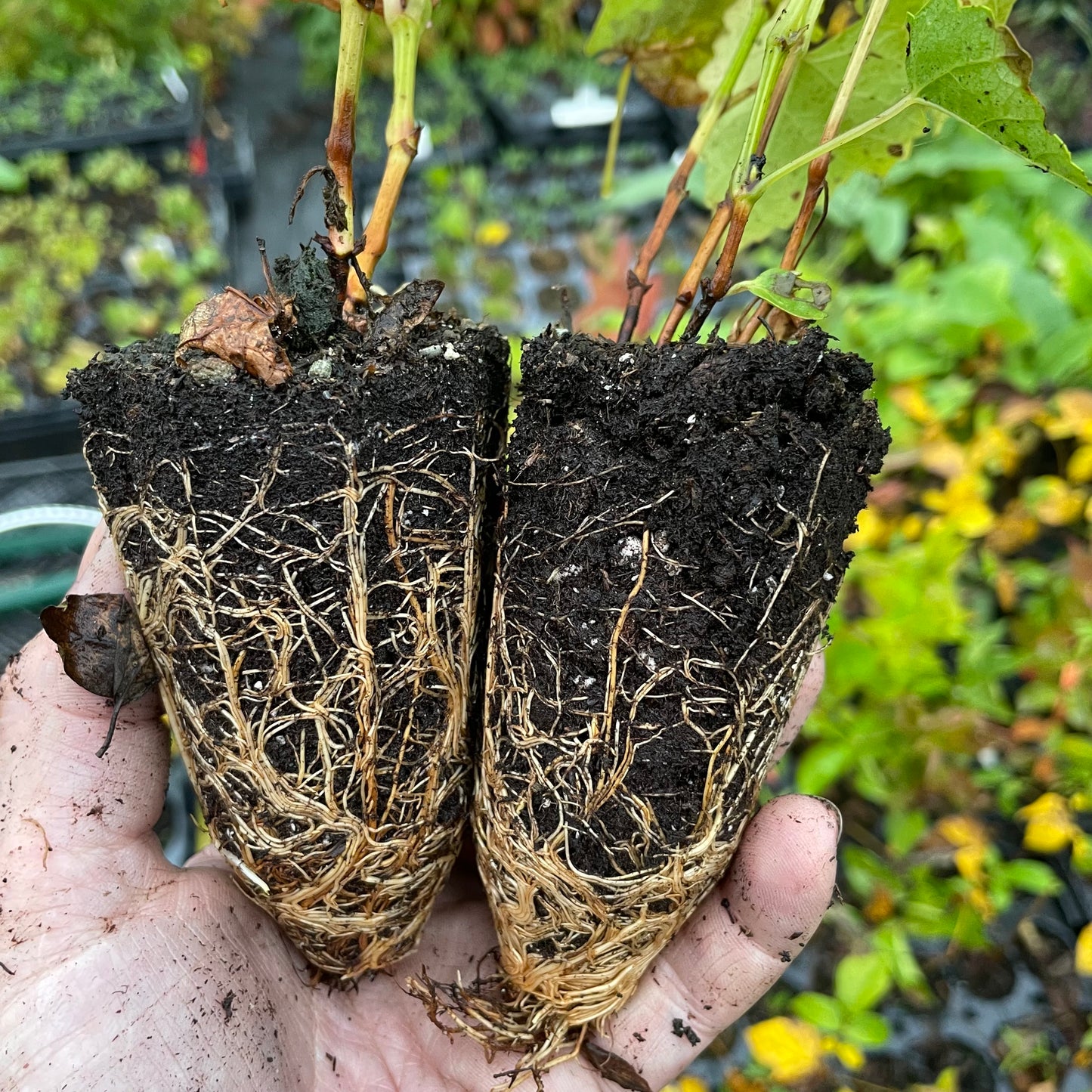 Raisin Brianna (Vitis labrusca x Vitis vinifera) - Raisin vert - Zone 3