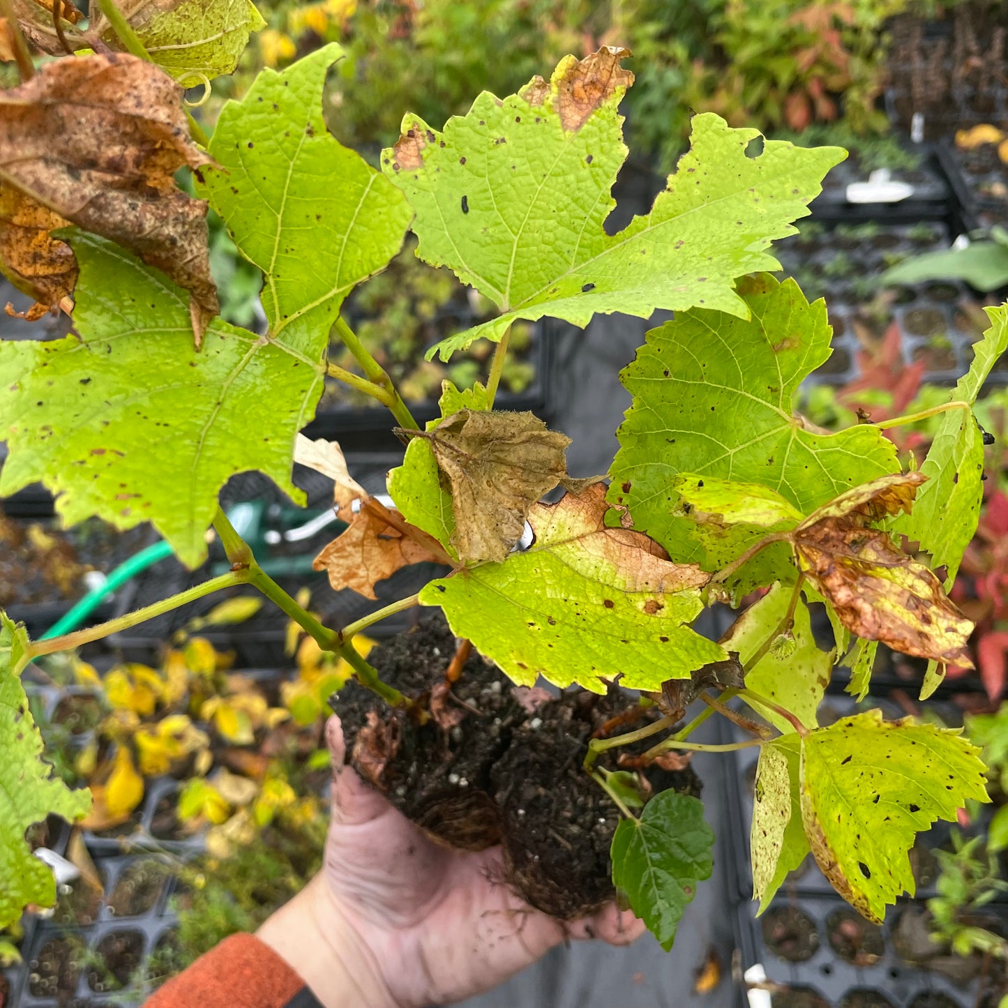 Raisin Brianna (Vitis labrusca x Vitis vinifera) - Raisin vert - Zone 3