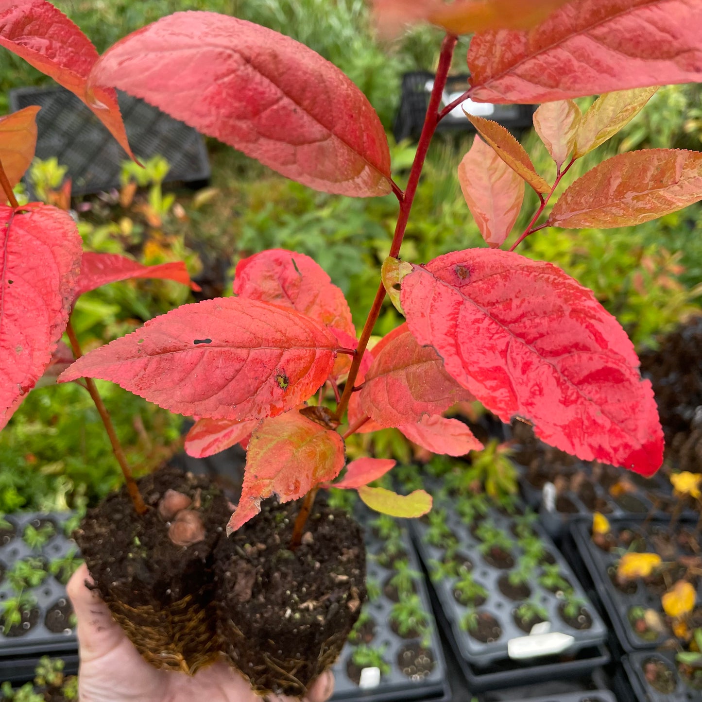 Jeunes plants de pruniers (Prunus sp.) - Zone 3