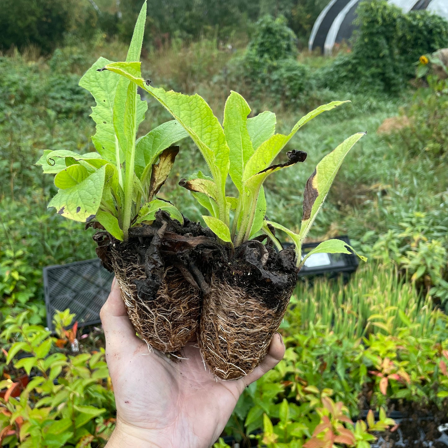 Comfrey (Symphytum uplandicum)