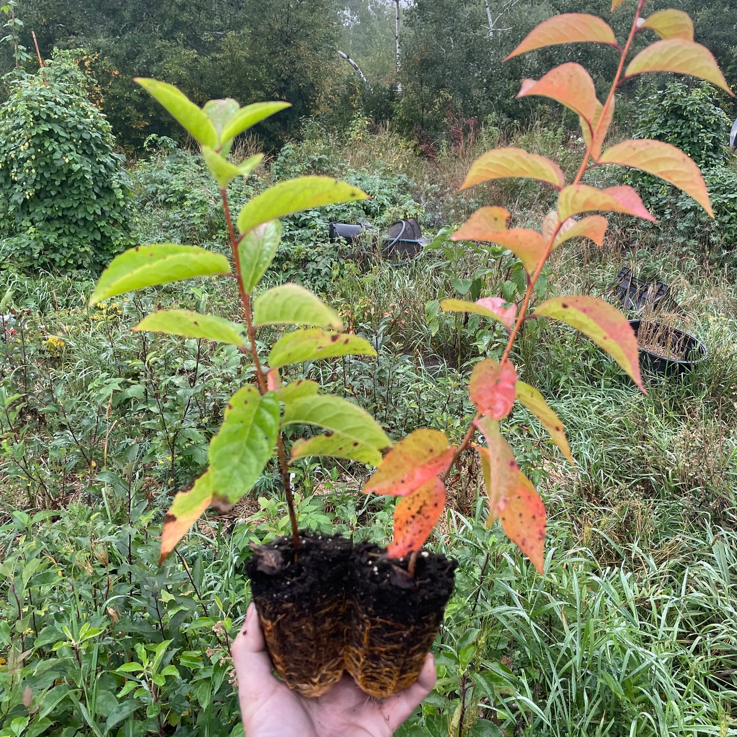 'Sokol' Seedling Plums (Prunus sp.) - Zone 3