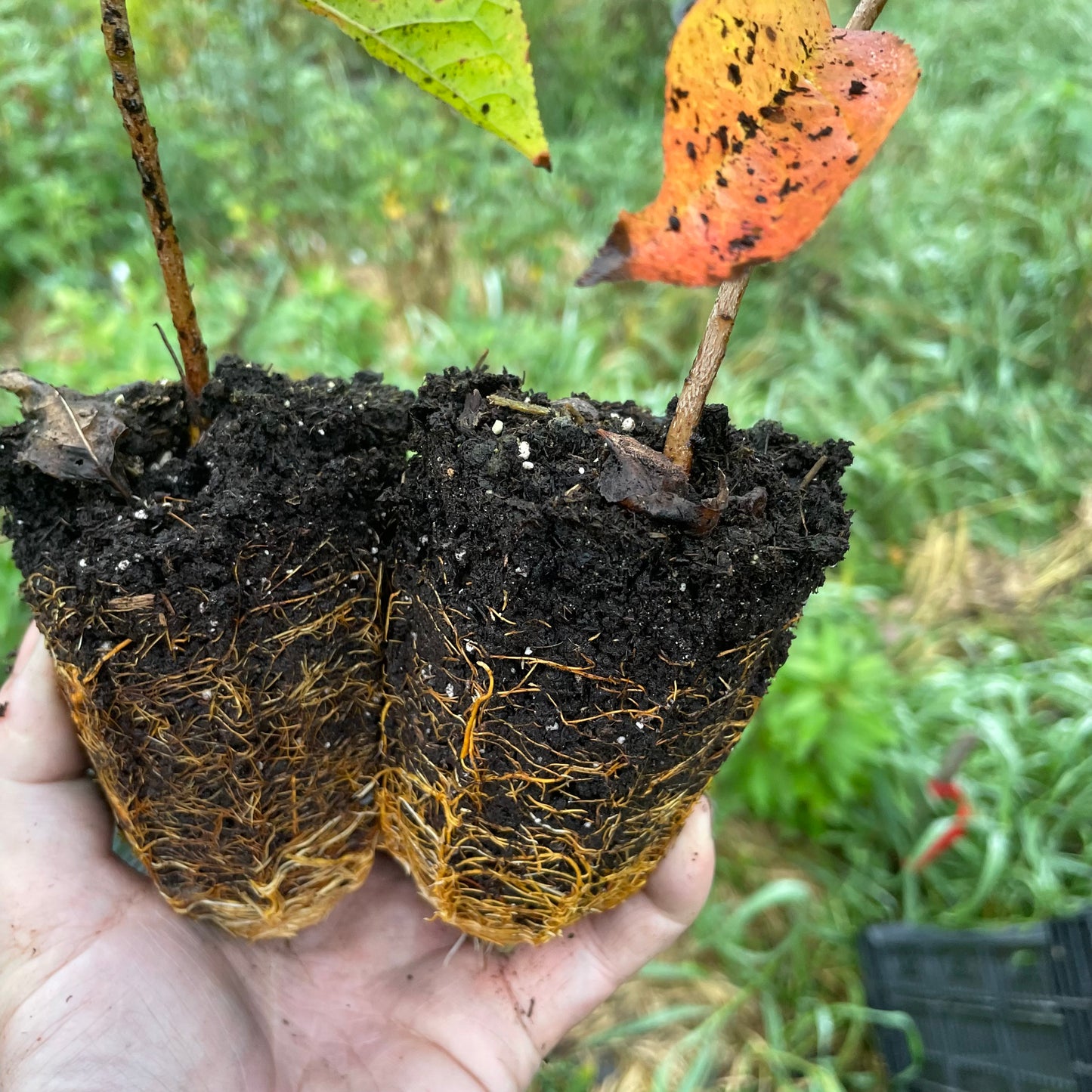 'Sokol' Seedling Plums (Prunus sp.) - Zone 3