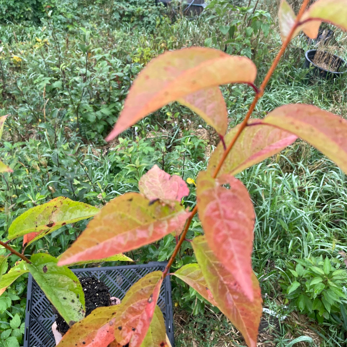 'Sokol' Seedling Plums (Prunus sp.) - Zone 3