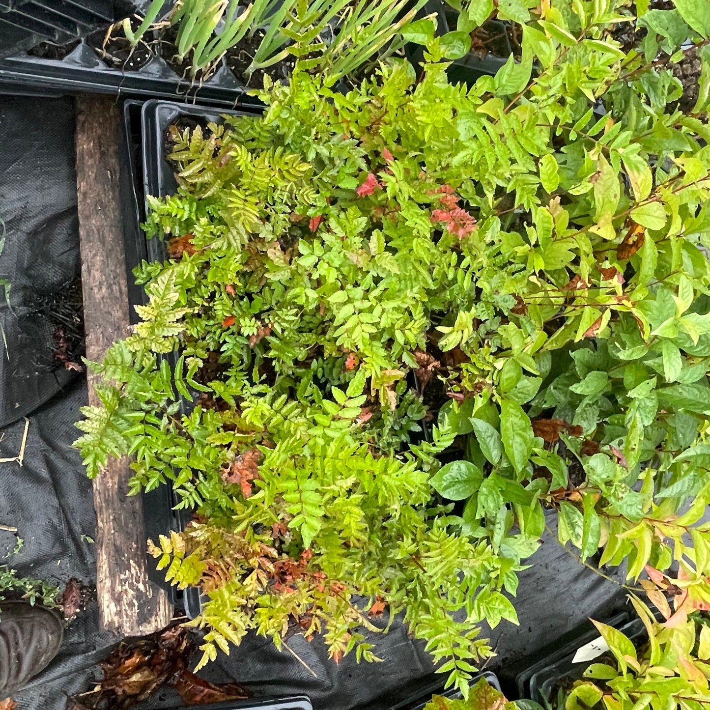 Sorbier européen (Sorbus aucuparia)