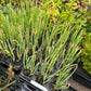 Egyptian Walking Onion (Allium × proliferum)