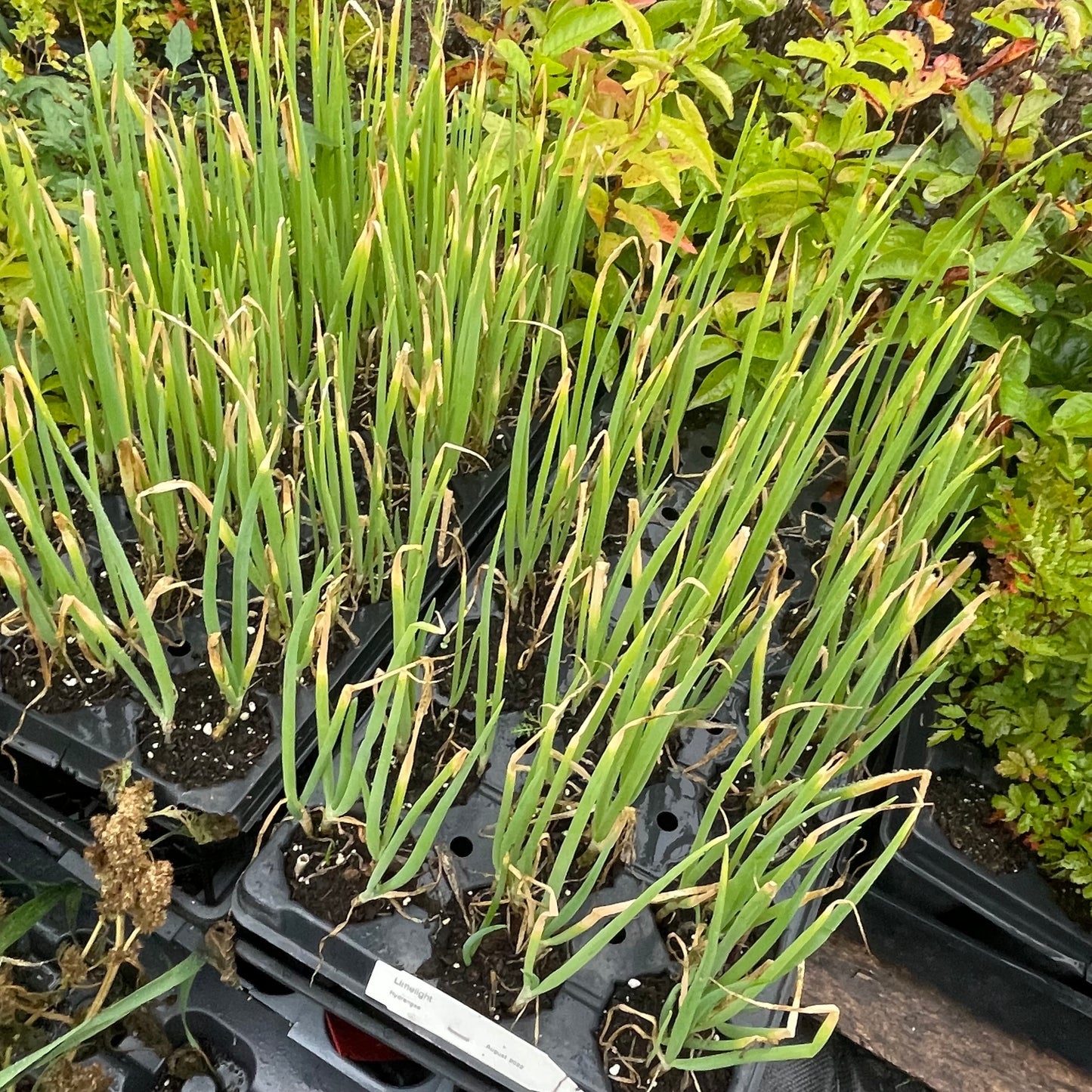Egyptian Walking Onion (Allium × proliferum)