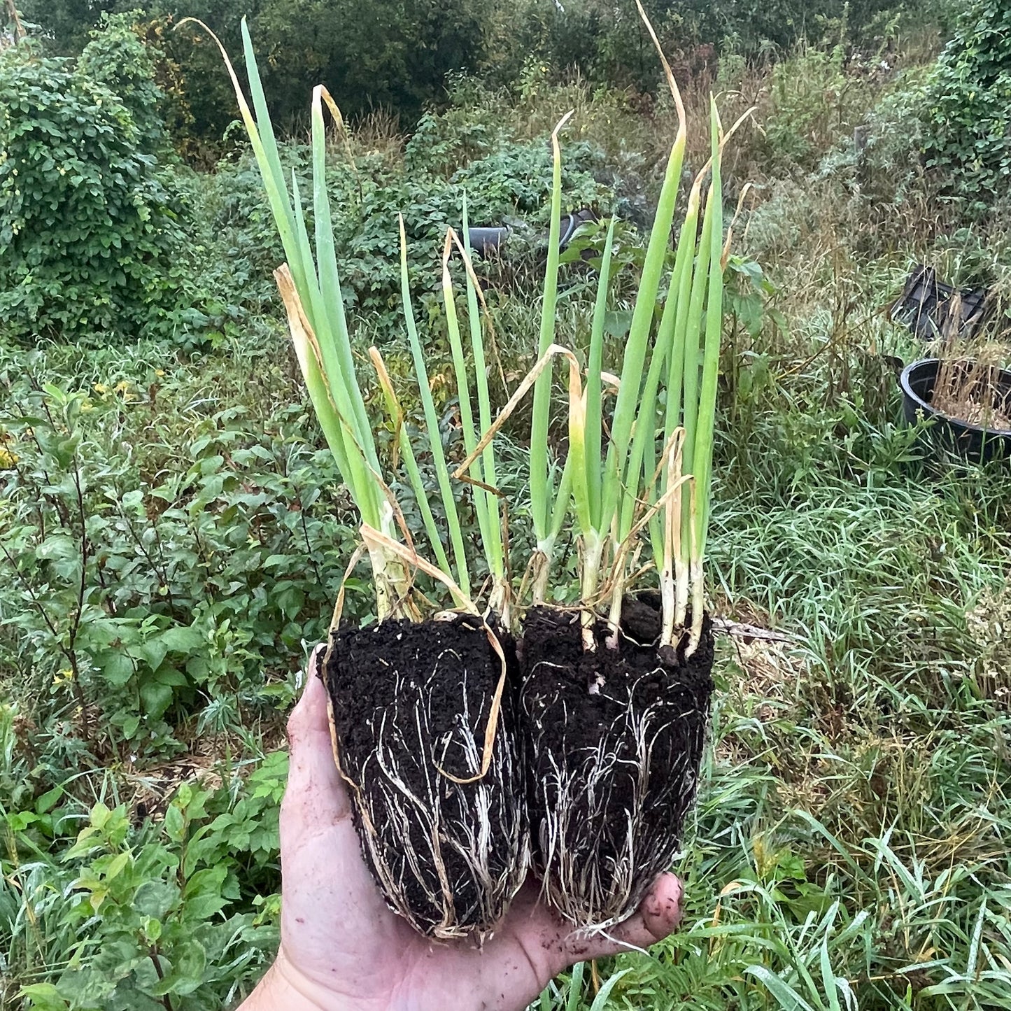 Egyptian Walking Onion (Allium × proliferum)