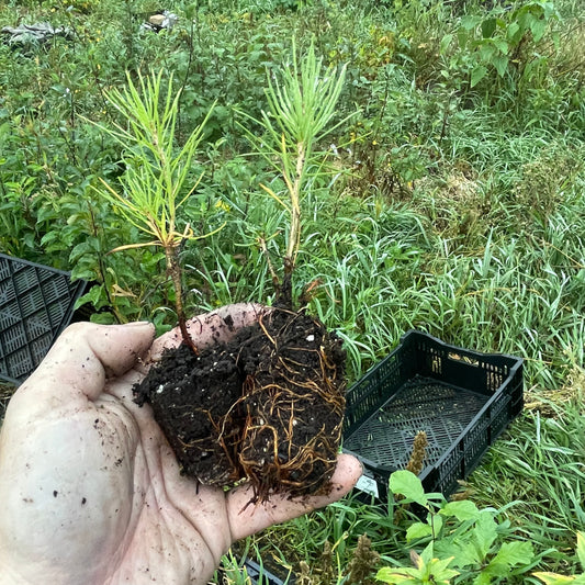 Tamarack (Larix laricina)