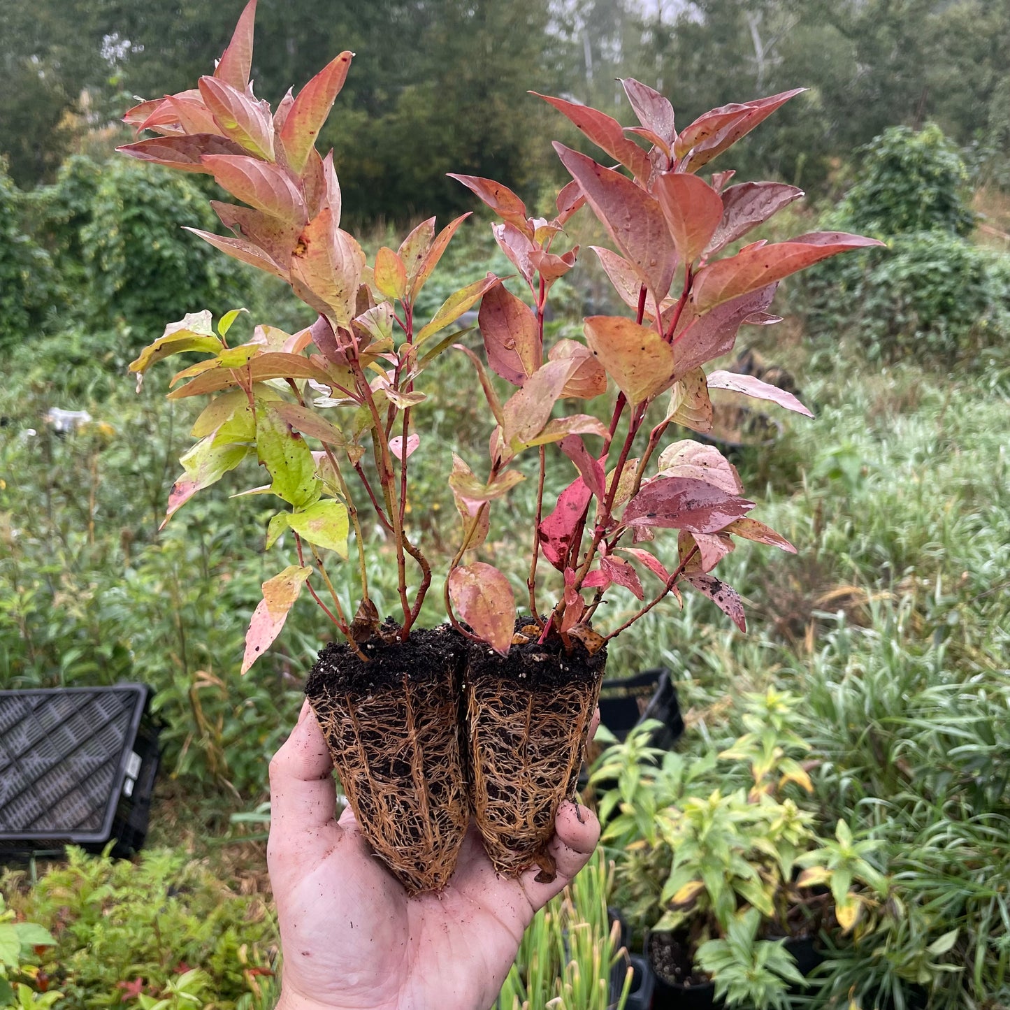 Cornejo de mimbre rojo (Cornus sericea)