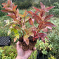 Red Osier Dogwood (Cornus sericea)