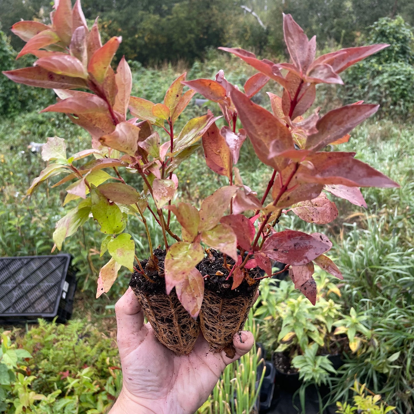 Cornejo de mimbre rojo (Cornus sericea)