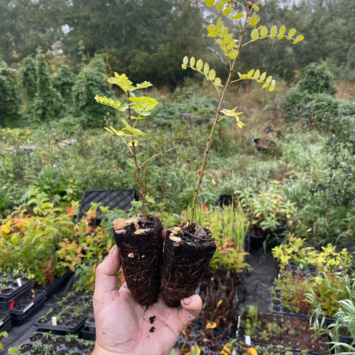 Caraganá (Caragana arborescens)