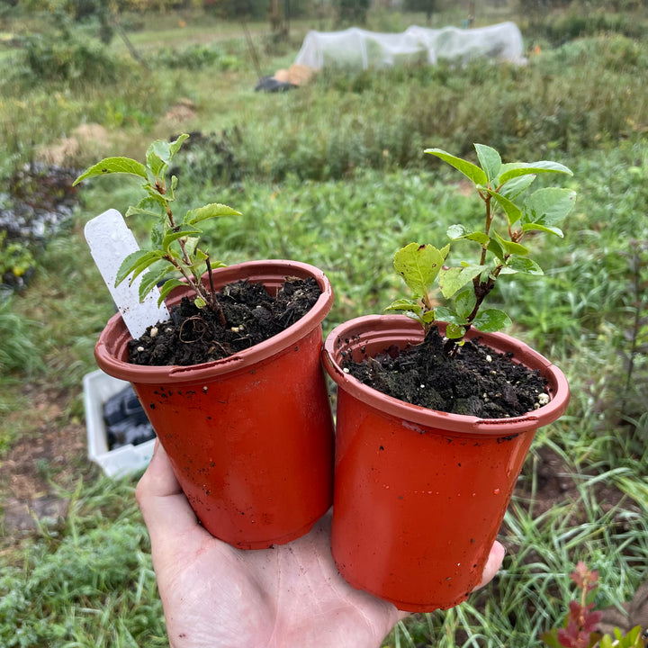 Sour Cherry Seedlings (Prunus x kerrasis)  - Zone 3