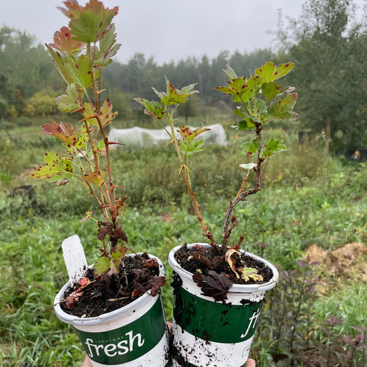 Groseille à maquereau Pixwell (Ribes uva-crispa 'Pixwell')