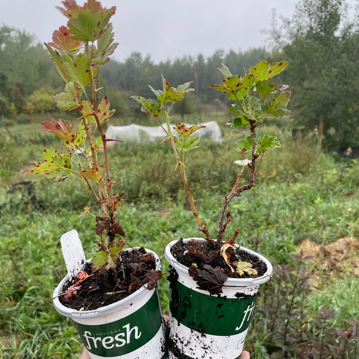Pixwell Gooseberry (Ribes uva-crispa ‘Pixwell’)