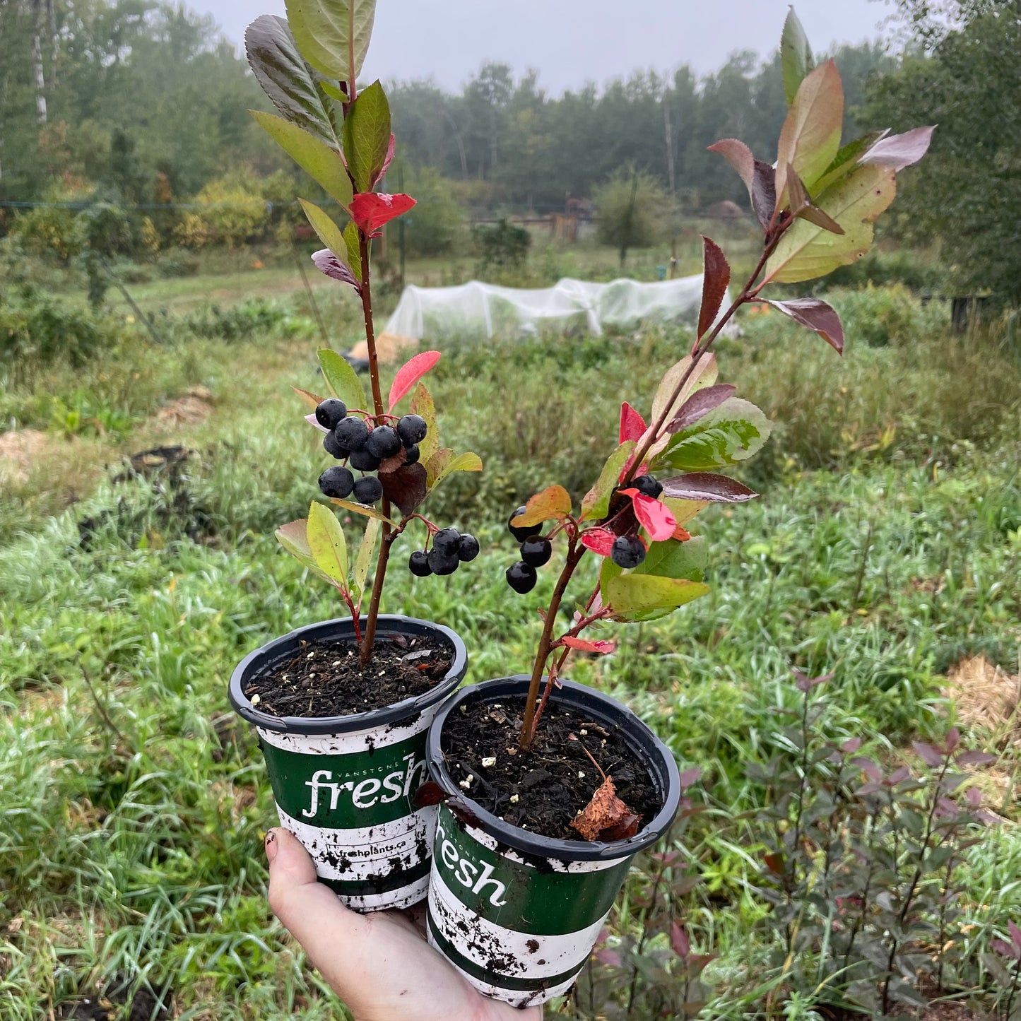 Viking Chokeberry (Aronia melanocarpa ‘Viking’)