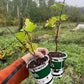 Red Lake Currant (Ribes rubrum ‘Red Lake’)