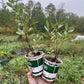 Western Sandcherry (Prunus besseyi)