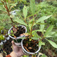 Western Sandcherry (Prunus besseyi)