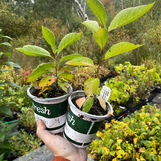 Canada Wild Plum (Prunus nigra)